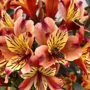 fleurs et abeille